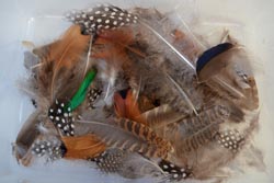 feathers